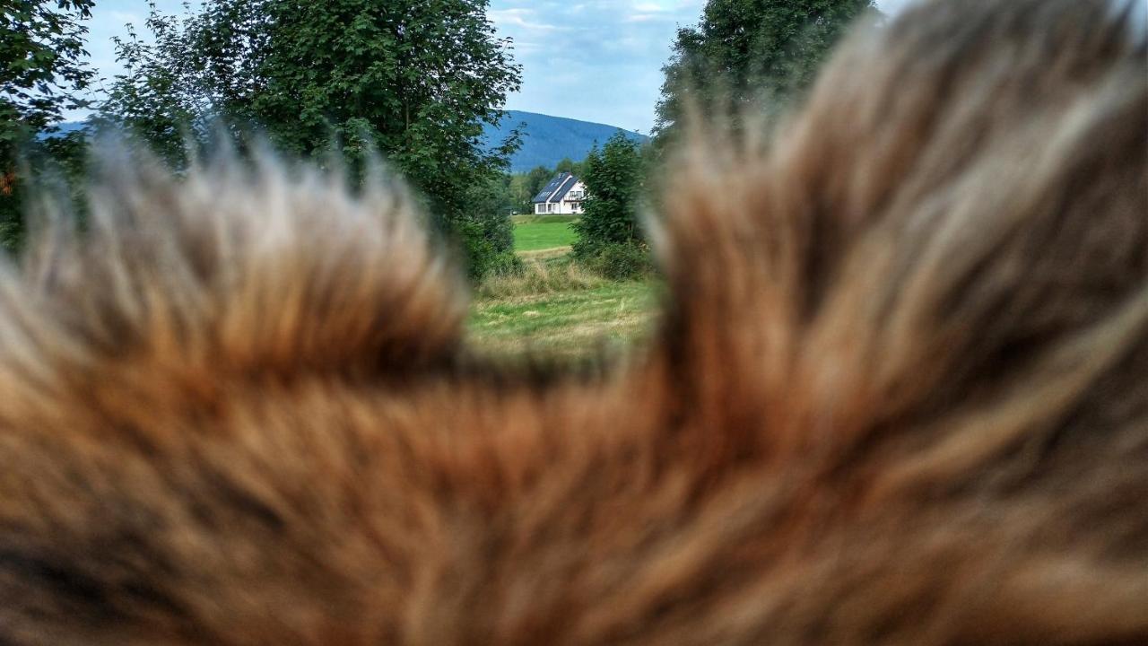 Ostoja